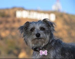 Pooch and Purr Pet Nanny