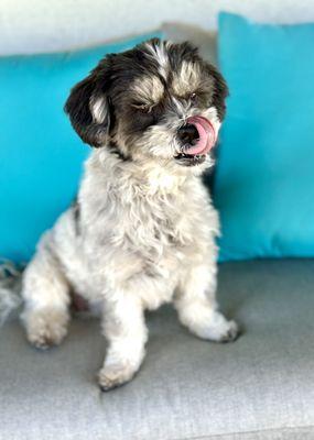 Trusted Home & Pet Concierge