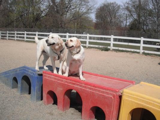 Dogs On The Farm Pet Resort