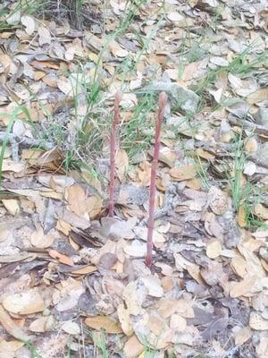 Bright Leaf Preserve