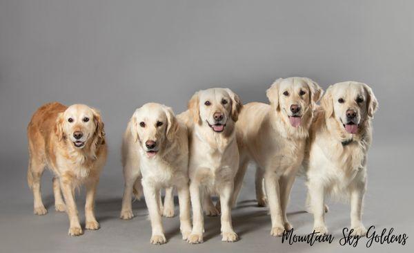 Mountain Sky Goldens