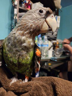 Avian & Exotic Clinic