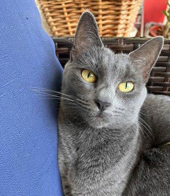 Family Pet Medical Center