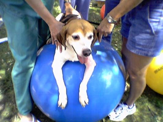 Atlanta Animal Rehabilitation & Fitness