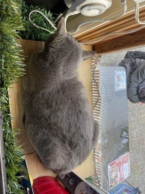 Kids loved petting her!