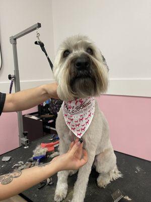 Woof Gang Bakery & Grooming Amarillo