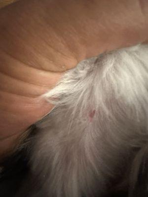 Delta Animal Hospital