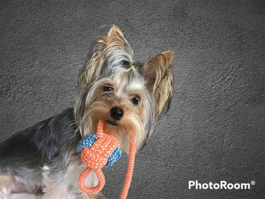 Suni Daze Pet Grooming