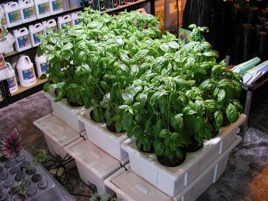 Hydroponic Basil