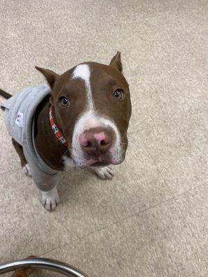 Apollo the shop pup.