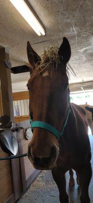 Cheyenne's Pride Riding Academy