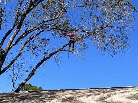Peninsula Tree Service