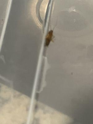 Roaches in stove, refrigerator and dishwasher. Place needs fumigations. Eclipse apartment V112.