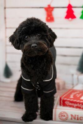 Toy poodle groom