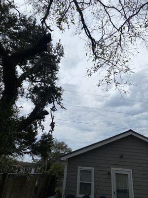 Ramon's Tree Service