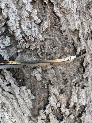 DBH= Diameter Breast Height , this measures the diameter of the tree