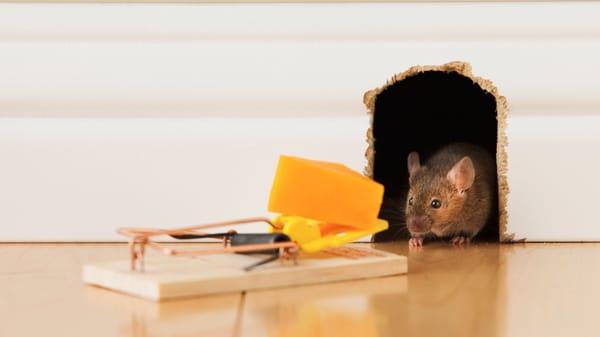 Biting Back Services