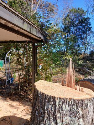 Terry's Tree & Landscape