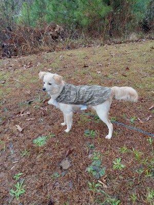 Diablo staying warm in his camouflage jacket!