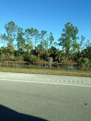 Florida Panther National Wildlife Refuge
