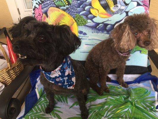 Great job on my wife's two little ones