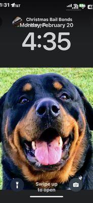 The real bail bond dog!