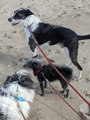 Marisa’s Pet Sitting & Odd Jobs