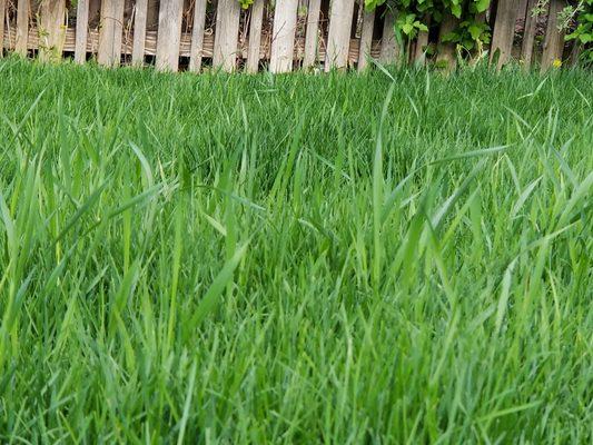 Centennial Property Maintenence