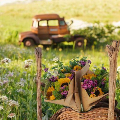 Dusty Roads and Blooms