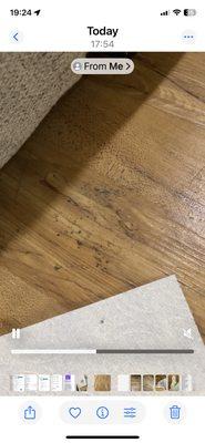 White Lilac House Cleaning Services