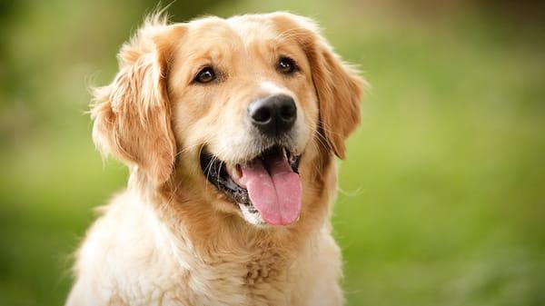 Northwoods Pet Care Center