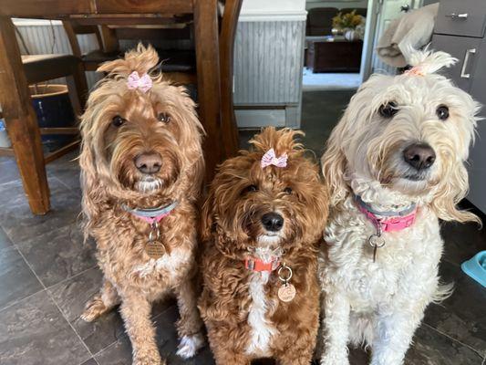 Warren Animal Hospital