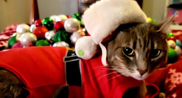 My employer wants pictures posted of pets while working remotely and even asked if possible, make a Christmas Theme. A patient of the Vet