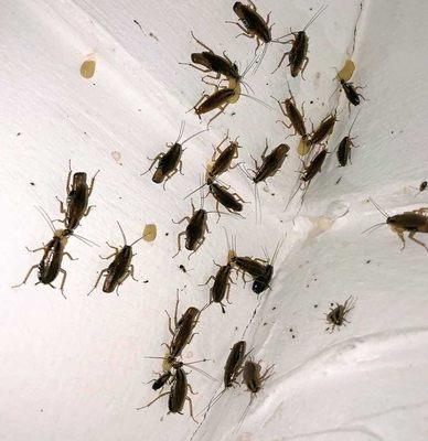 Pearland Pest Control