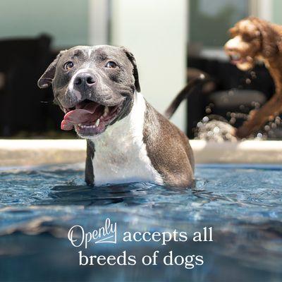 Openly Insurance (one of our 25+ carriers) covers all breeds of dogs.