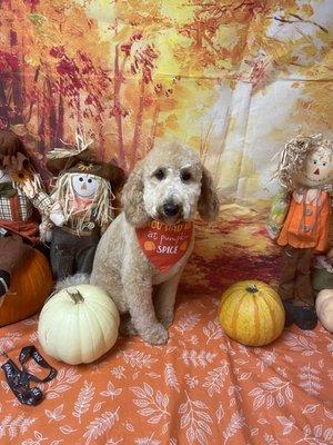 Abracadabra Pet Grooming