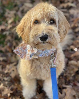 Dude’s Dog House & Spa