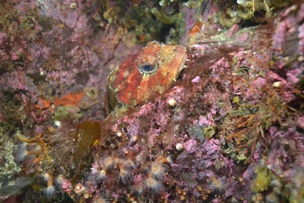 Alaska Underwater Photography
