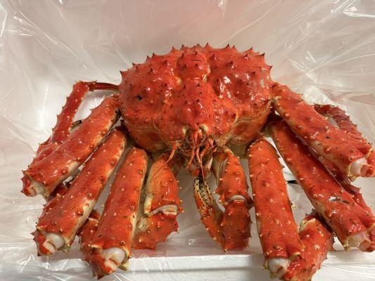Live Kin Crab