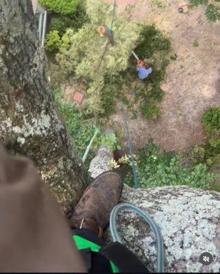 Squirrelly Tree Care