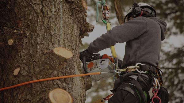 Heggood's Tree Care Service