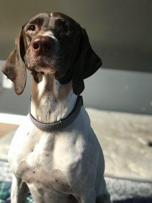 Los Osos Pet Hospital