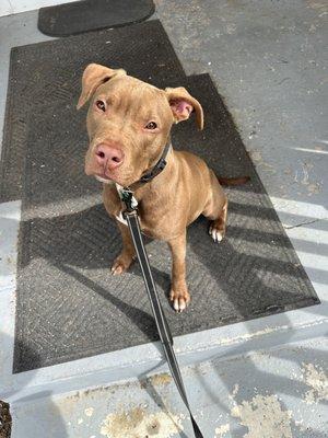 Beyond Behavior Dog Training