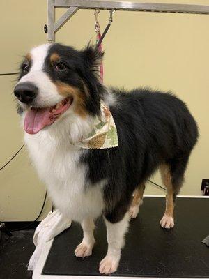 Sycamore Animal Clinic, PLLC