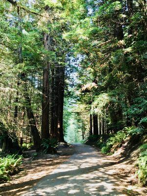 Headwaters Forest Reserve