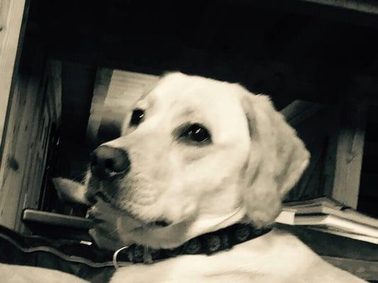 Northeast Animal Clinic