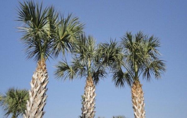 Moni’Betty’s Lawn & Tree Care