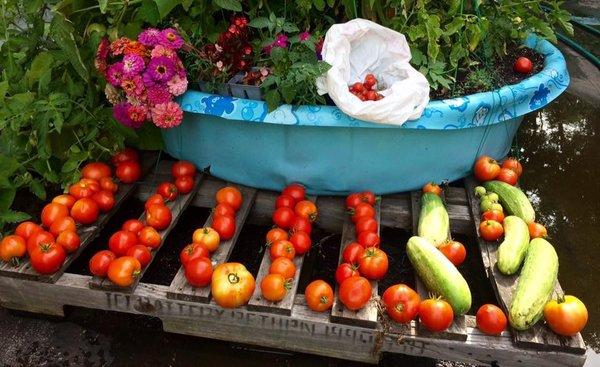 Bounty from the rooftop garden for the Lakeview Pantry
