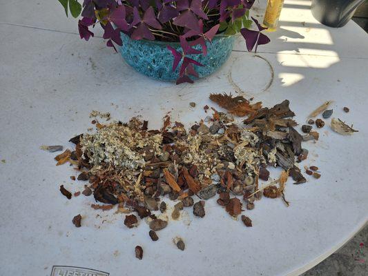 Maldonado Brothers Tree Service