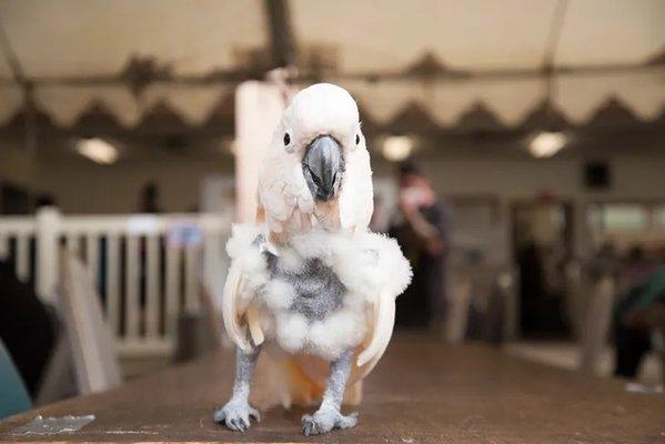 Our rescue bird Lily.